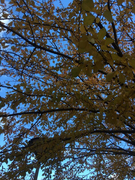 Low angle view of flowering tree against sky