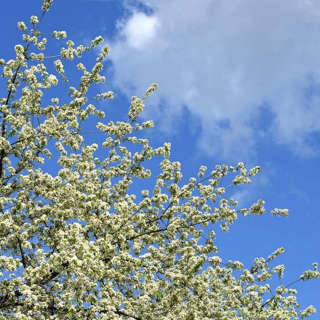 空に照らして花をかせている木の低角度の景色