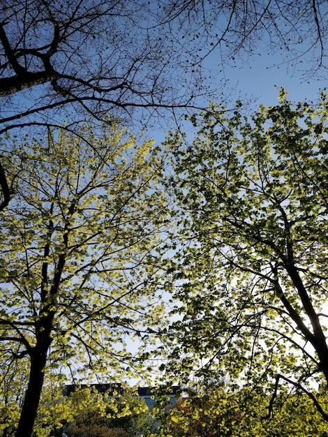 空を背景に花の咲く木の低角度のビュー