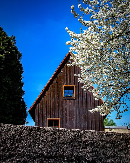 Low angle view of flowering tree and building against blue sky