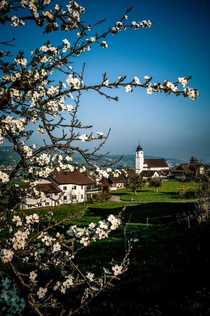 Low angle view of flowering tree and buildings against sky