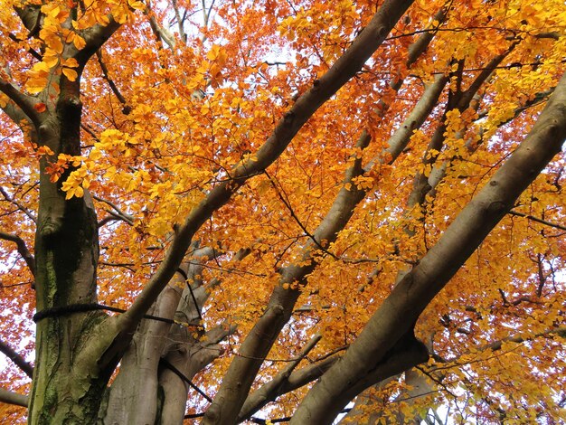 Photo low angle view of flowering tree during autumn