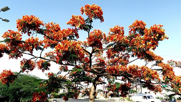 Foto vista ad angolo basso di un albero in fiore