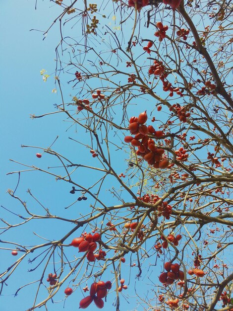 Low angle view of flowering tree