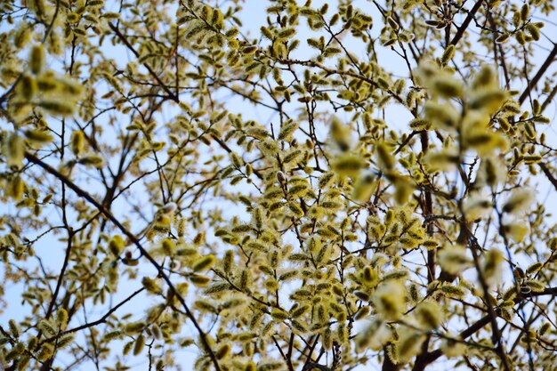 Photo low angle view of flowering tree