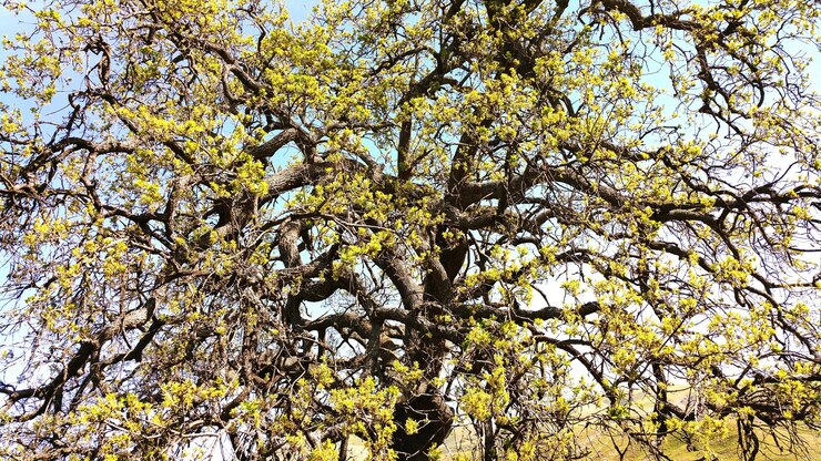 Photo low angle view of flowering tree