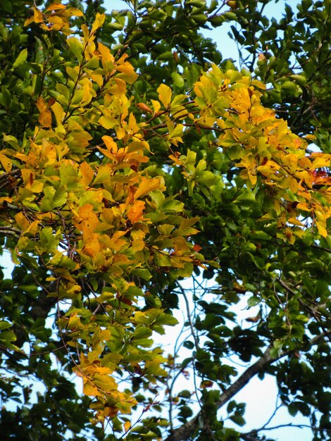 Low angle view of flowering tree