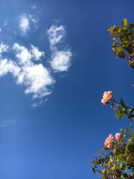 Foto vista a basso angolo dei fiori contro il cielo blu