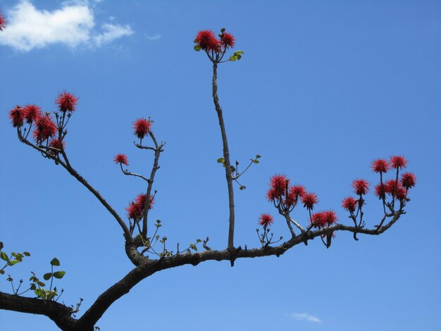 Foto vista a basso angolo dei fiori contro il cielo blu