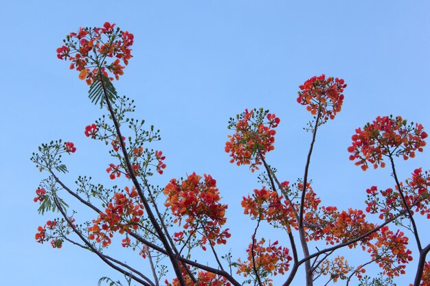Photo low angle view of flowers against blue sky