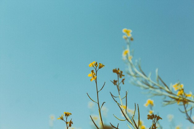 Low angle view of flowers against blue sky