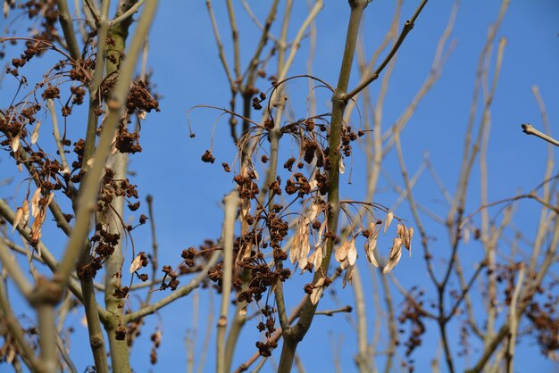 Low angle view of flowers against blue sky