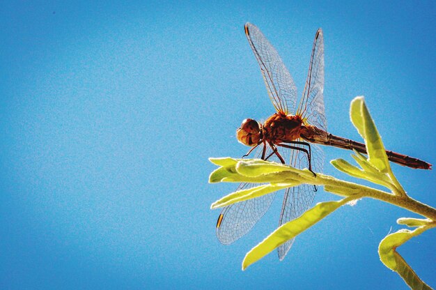 Low angle view of flowers against clear blue sky