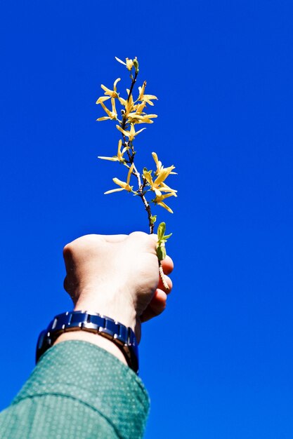 Low angle view of flowers against clear blue sky