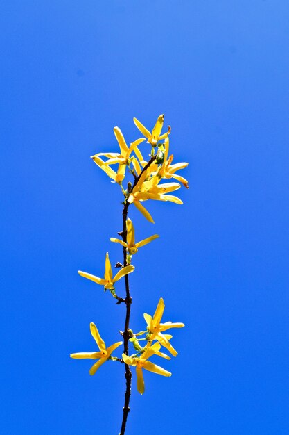 Foto vista a basso angolo dei fiori contro un cielo blu limpido