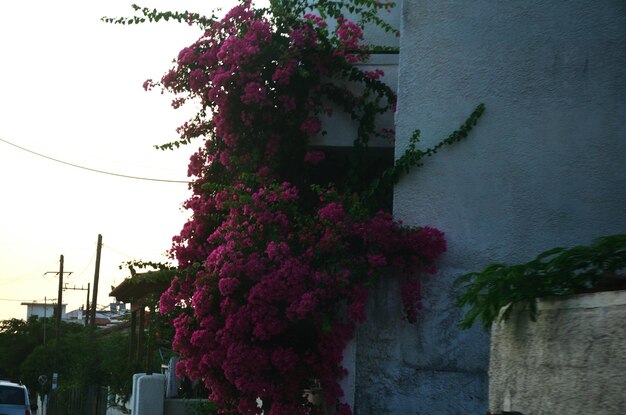 Foto vista a basso angolo dei fiori contro il cielo