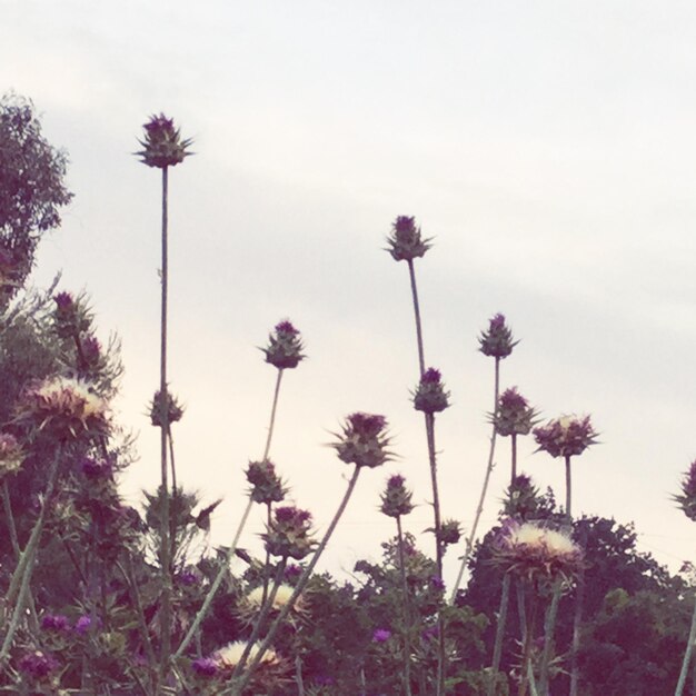 Photo low angle view of flowers against sky