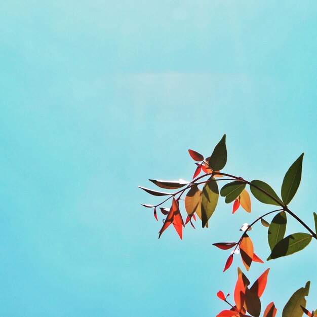 Low angle view of flowers against sky