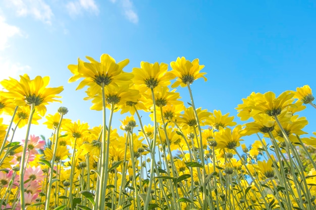 Low angle view of flowers blooming on field against clear sky