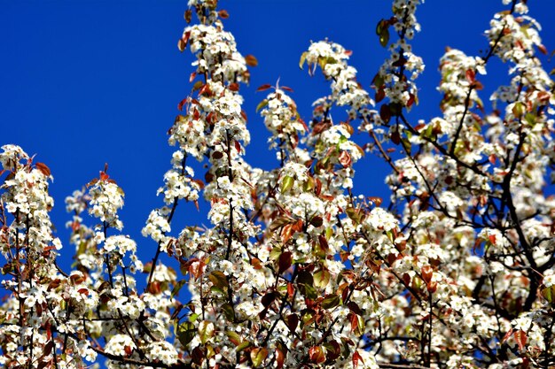 Low angle view of flowers blooming on tree against blue sky