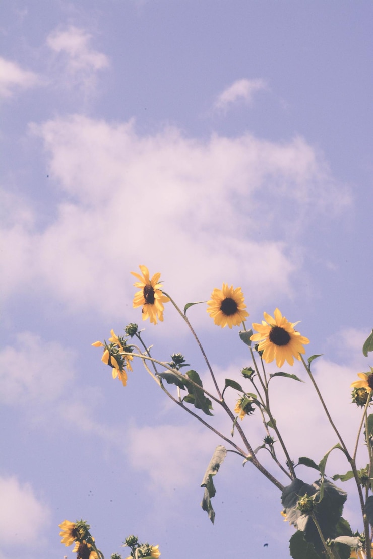 Photo low angle view of flowers blooming on tree against sky