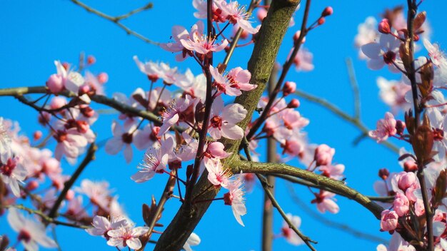 Low angle view of flowers blooming on tree