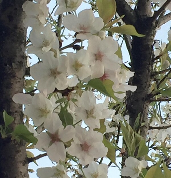 Low angle view of flowers blooming on tree