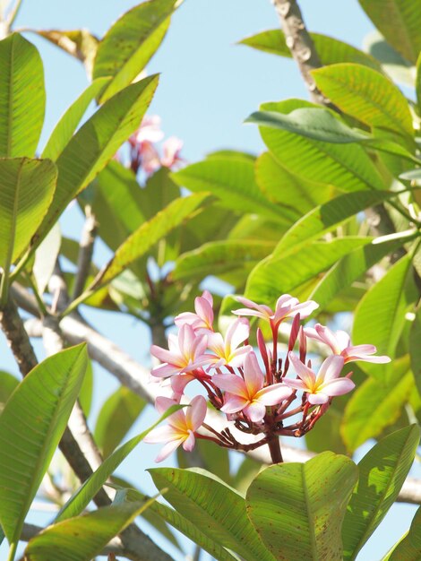 Low angle view of flowers growing on plant against blue sky