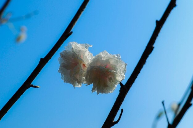 Low angle view of flowers growing on tree against sky