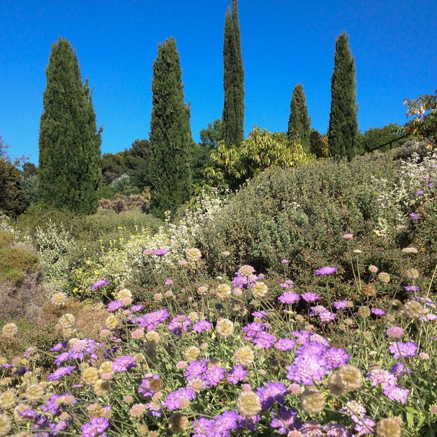 Foto vista a bassa angolazione dei fiori che crescono sull'albero contro il cielo