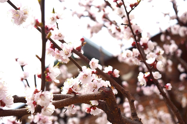 木の上で成長する花の低角度のビュー