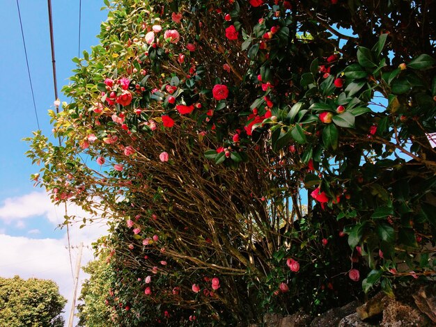 Low angle view of flowers growing on tree