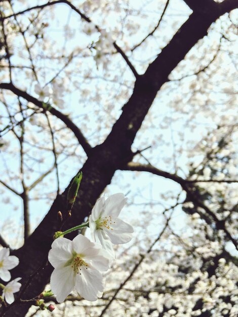 Foto vista a bassa angolazione dei fiori che crescono sull'albero