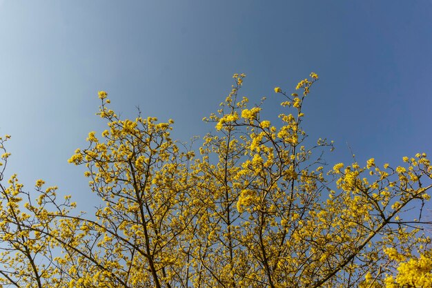 Low angle view of flowers growing on tree