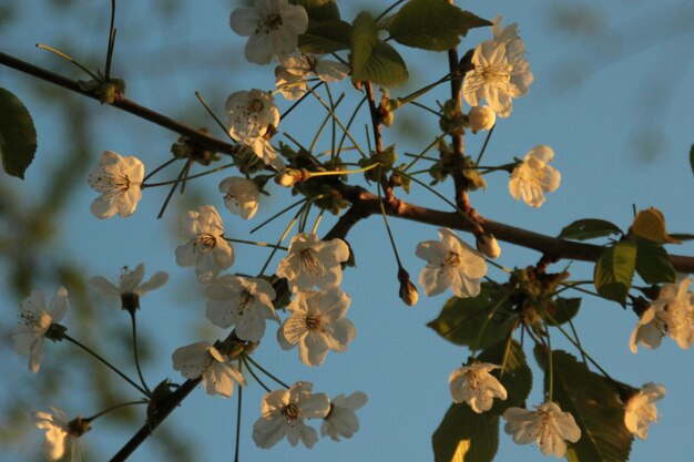 Foto vista a basso angolo dei fiori sull'albero