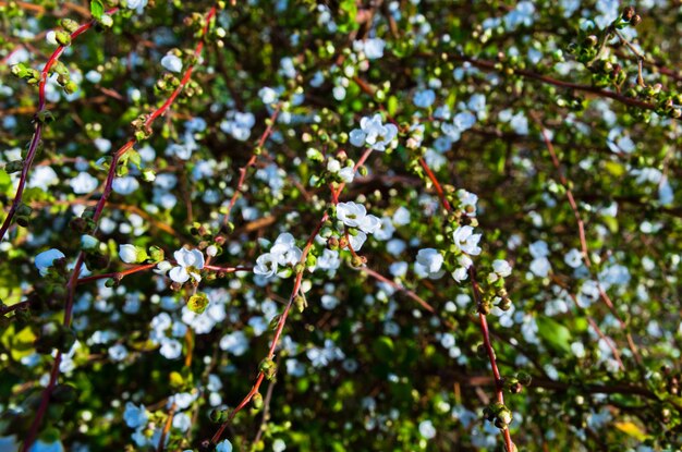 Foto vista a basso angolo dei fiori sull'albero