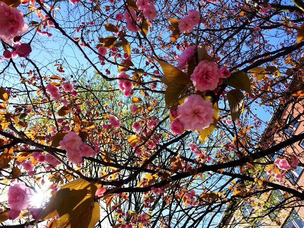 Photo low angle view of flowers on tree