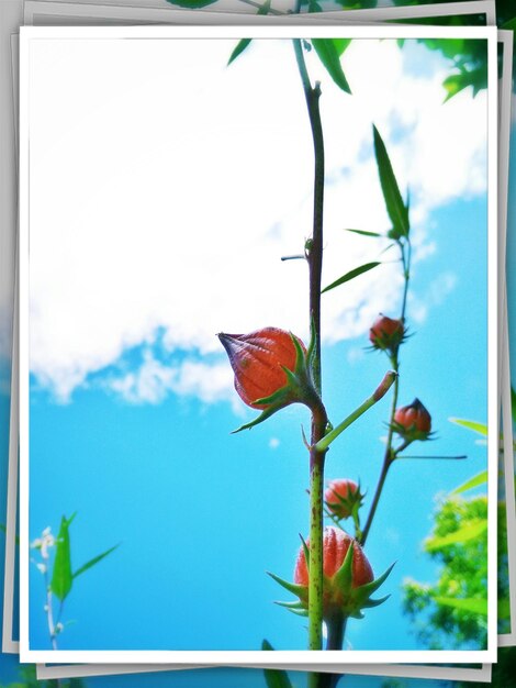 Foto vista a basso angolo dei fiori