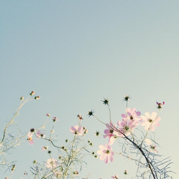 Photo low angle view of flowers