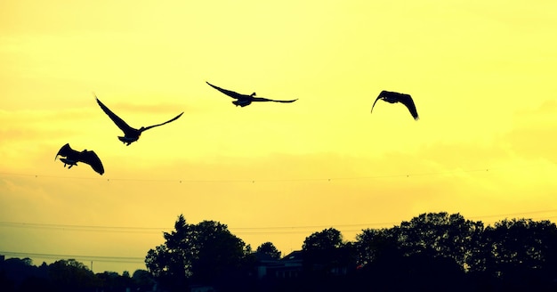 Low angle view of four geese flying in sky