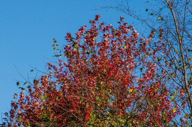 Low angle view of fresh flower tree against clear sky