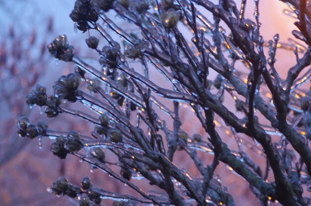 Low angle view of fresh flower tree against sky