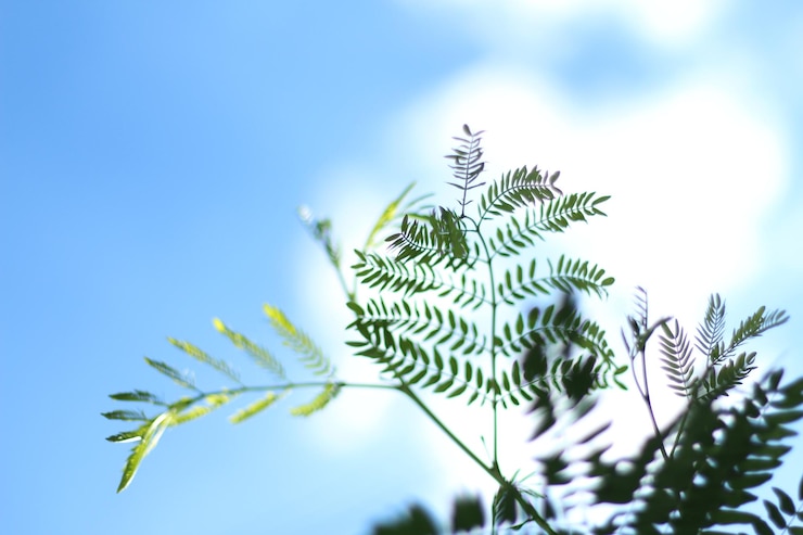 Photo 空に照らして新鮮な緑の植物の低角度の眺め