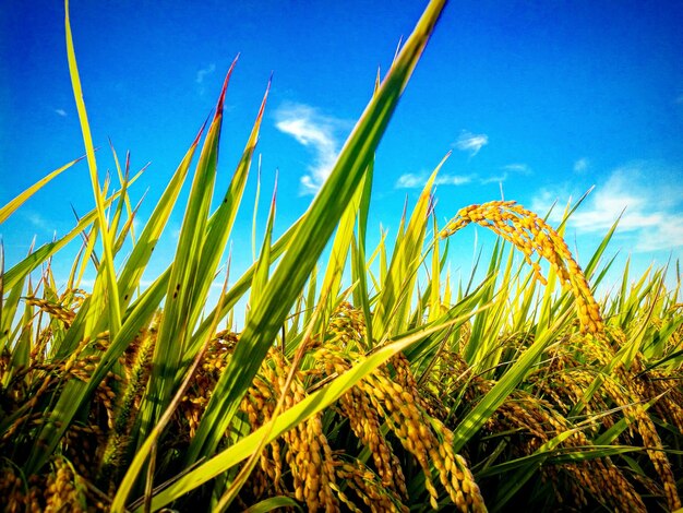 Low angle view of fresh green plants against sky