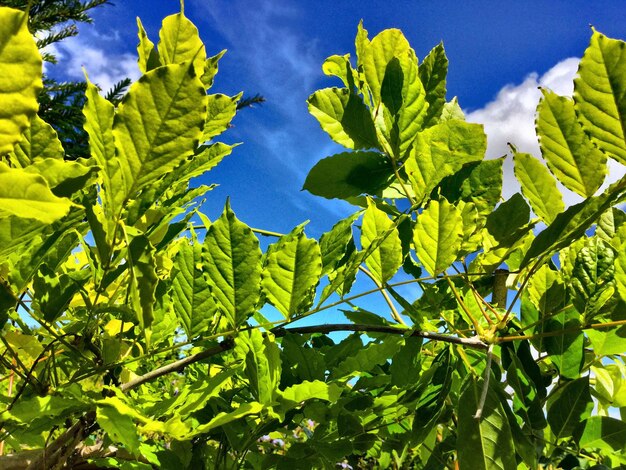 Low angle view of fresh green plants against sky