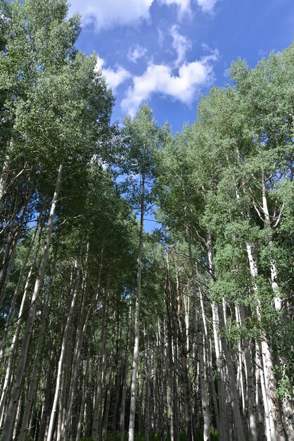 Low angle view of fresh green trees against sky