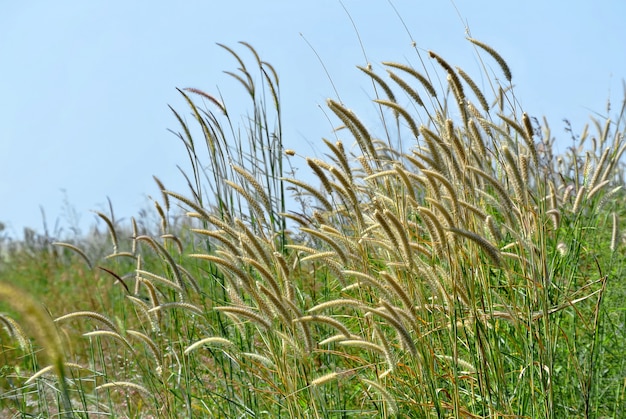 Low Angle View of Fresh Palea Plants in Green Field Against Clear Blue Sky