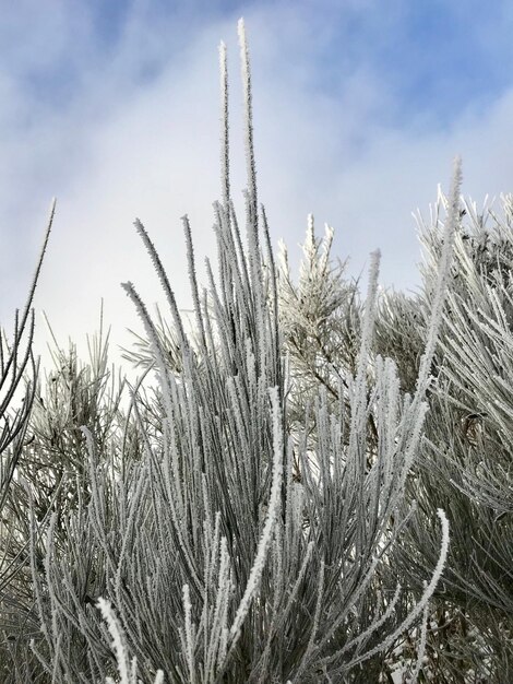 Low angle view of frozen plants on field against sky