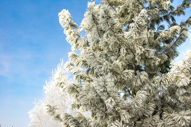 Foto vista a basso angolo di un albero congelato contro il cielo blu