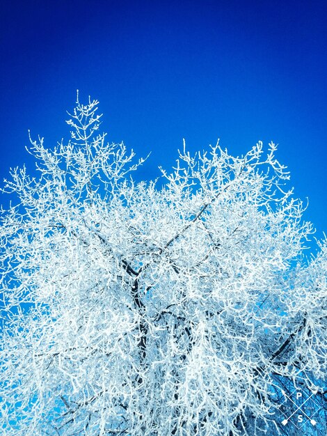 Low angle view of frozen tree against clear blue sky